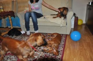 NADIM jamniki Kollapsar